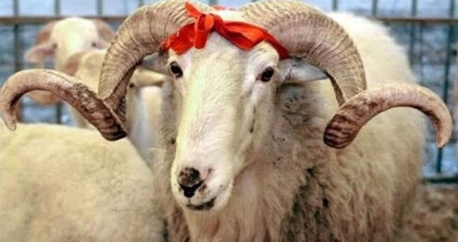 Kurban neden kesilir ve dindeki önemi nedir?